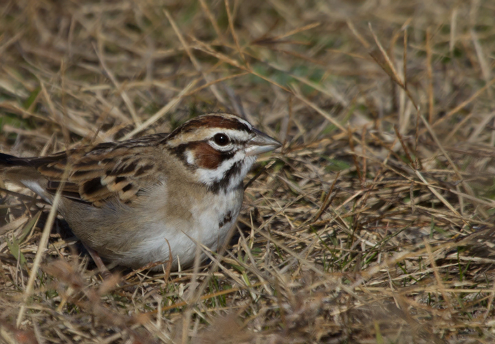 A continuing Lark Sparrow on Assateague Island, Maryland (12/3/2011). When Dan spotted it perched up, I slowly positioned myself in better morning light. The bird then surprised me by flying halfway to me, then running another five feet or so toward me. We spent 30 minutes just watching it feed about 10' away, never flushing it even when we slowly departed. Found by Rob Ostrowski. (Thanks, Rob!) Photo by Bill Hubick.