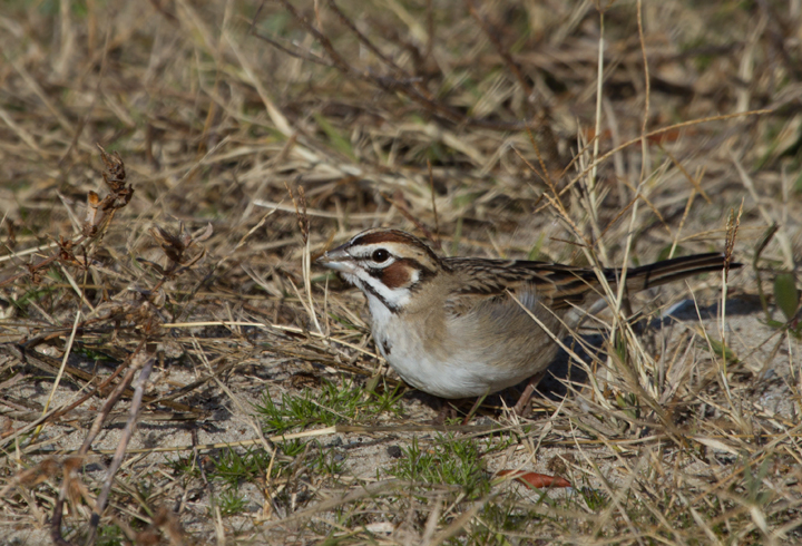 A continuing Lark Sparrow on Assateague Island, Maryland (12/3/2011). When Dan spotted it perched up, I slowly positioned myself in better morning light. The bird then surprised me by flying halfway to me, then running another five feet or so toward me. We spent 30 minutes just watching it feed about 10' away, never flushing it even when we slowly departed. Found by Rob Ostrowski. (Thanks, Rob!) Photo by Bill Hubick.