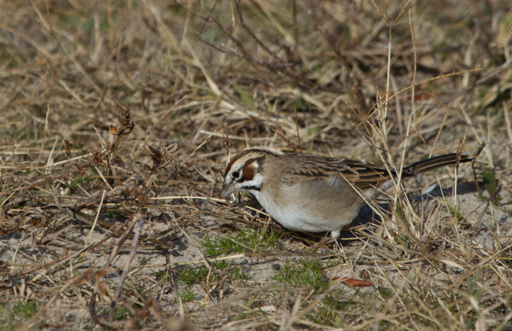 A continuing Lark Sparrow on Assateague Island, Maryland (12/3/2011). When Dan spotted it perched up, I slowly positioned myself in better morning light. The bird then surprised me by flying halfway to me, then running another five feet or so toward me. We spent 30 minutes just watching it feed about 10' away, never flushing it even when we slowly departed. Found by Rob Ostrowski. (Thanks, Rob!) Photo by Bill Hubick.