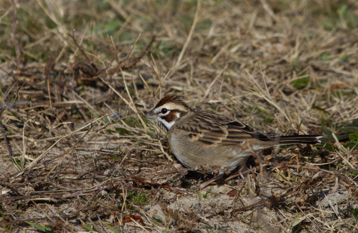 A continuing Lark Sparrow on Assateague Island, Maryland (12/3/2011). When Dan spotted it perched up, I slowly positioned myself in better morning light. The bird then surprised me by flying halfway to me, then running another five feet or so toward me. We spent 30 minutes just watching it feed about 10' away, never flushing it even when we slowly departed. Found by Rob Ostrowski. (Thanks, Rob!) Photo by Bill Hubick.