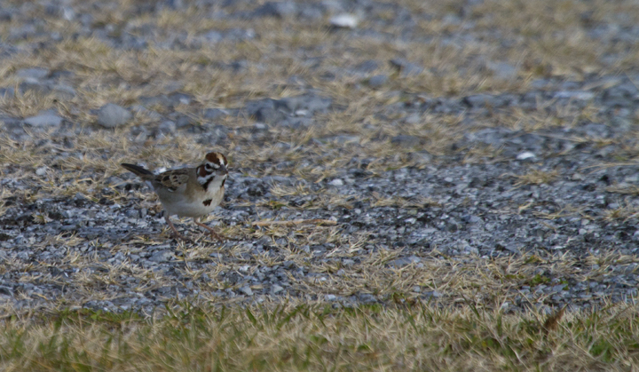 A continuing Lark Sparrow on Assateague Island, Maryland (12/3/2011). When Dan spotted it perched up, I slowly positioned myself in better morning light. The bird then surprised me by flying halfway to me, then running another five feet or so toward me. We spent 30 minutes just watching it feed about 10' away, never flushing it even when we slowly departed. Found by Rob Ostrowski. (Thanks, Rob!) Photo by Bill Hubick.