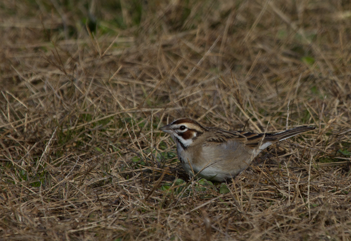 A continuing Lark Sparrow on Assateague Island, Maryland (12/3/2011). When Dan spotted it perched up, I slowly positioned myself in better morning light. The bird then surprised me by flying halfway to me, then running another five feet or so toward me. We spent 30 minutes just watching it feed about 10' away, never flushing it even when we slowly departed. Found by Rob Ostrowski. (Thanks, Rob!) Photo by Bill Hubick.