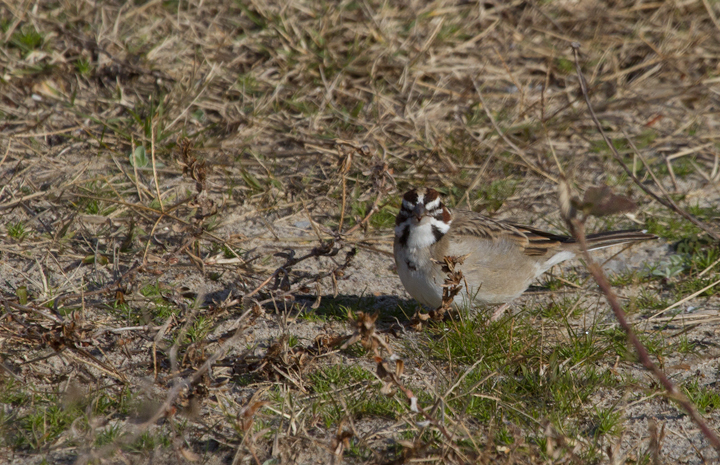 A continuing Lark Sparrow on Assateague Island, Maryland (12/3/2011). When Dan spotted it perched up, I slowly positioned myself in better morning light. The bird then surprised me by flying halfway to me, then running another five feet or so toward me. We spent 30 minutes just watching it feed about 10' away, never flushing it even when we slowly departed. Found by Rob Ostrowski. (Thanks, Rob!) Photo by Bill Hubick.