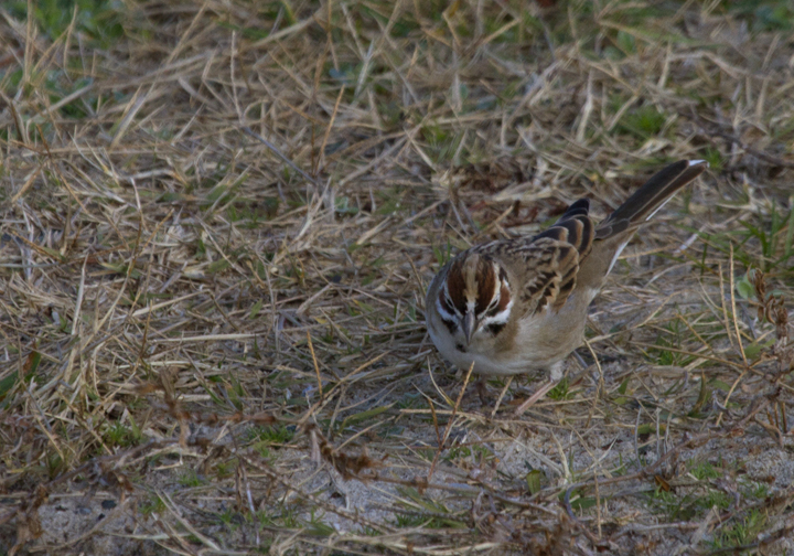 A continuing Lark Sparrow on Assateague Island, Maryland (12/3/2011). When Dan spotted it perched up, I slowly positioned myself in better morning light. The bird then surprised me by flying halfway to me, then running another five feet or so toward me. We spent 30 minutes just watching it feed about 10' away, never flushing it even when we slowly departed. Found by Rob Ostrowski. (Thanks, Rob!) Photo by Bill Hubick.