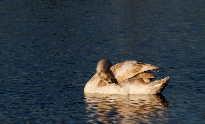 Adult and immature Mute Swans stopping in at Fort Smallwood Park, Maryland (11/24/2011). Photo by Bill Hubick.