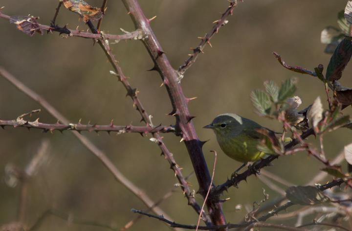 One of two Orange-crowned Warblers we found on Assateague Island today (12/3/2011). Photo by Bill Hubick.