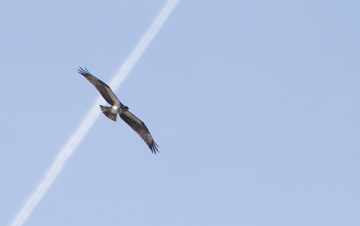 An Osprey hunting over Ayres Creek, Worcester Co., Maryland (12/3/2011). Very nice December bird! Photo by Bill Hubick.