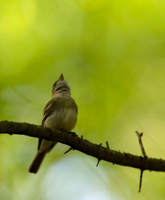 An Acadian Flycatcher in the Nassawango area of Wicomico Co., Maryland (5/11/2011). Photo by Bill Hubick.