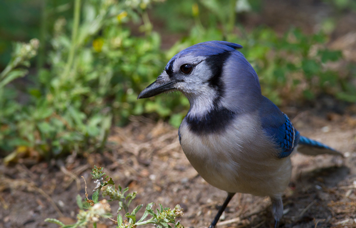 BLUE JAY in flight (Cyanocitta cristata) ©Jim