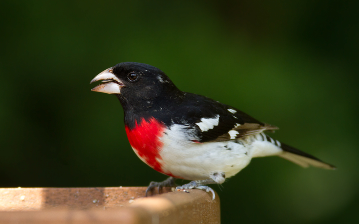 Bill Hubick Photography - Maryland - Rose-breasted Grosbeak, Baltimore ...