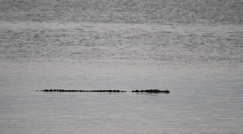An American Crocodile in Monroe County Co., Florida (11/16/2017).
