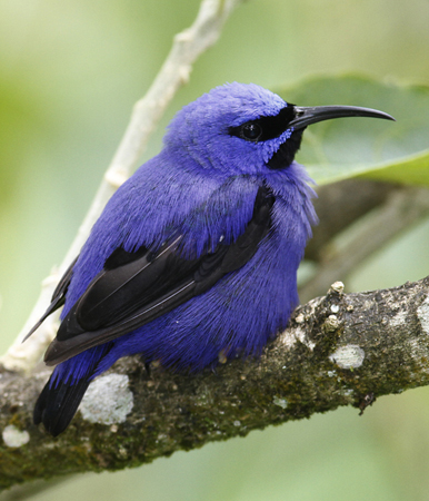 Purple Honeycreeper in Trinidad