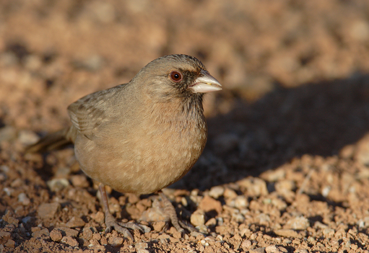 An Abert's Towhee at Gilbert Water Ranch, Arizona (1/6/2007). Photo by Bill Hubick.