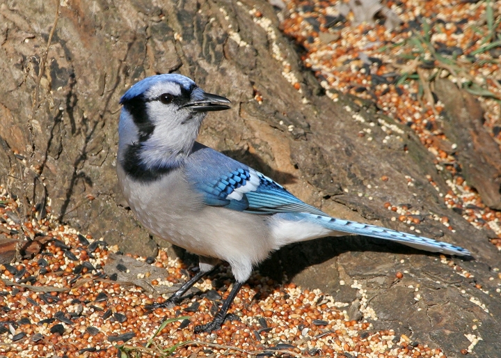 Blue Jay - Cyanocitta cristata - NatureWorks