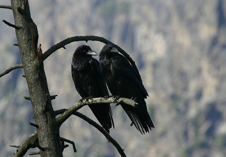 Bill Hubick Photography Common Raven (Corvus corax)