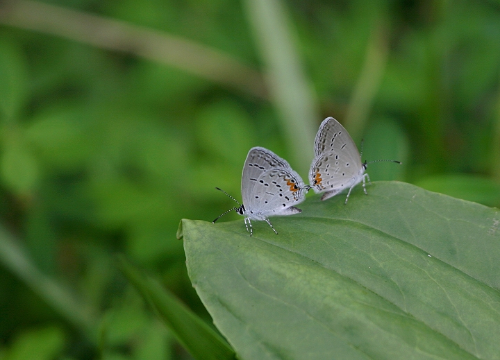 Eastern Tailed-Blue in the Curtis Bay area of Anne Arundel Co., Maryland (7/14/2005). Photo by Bill Hubick.