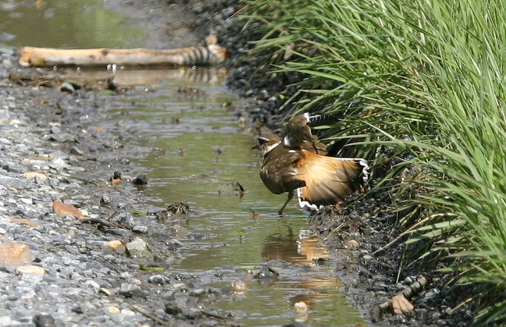 The classic "broken wing" distraction display, designed to lead a threat away from the young by pretending to be an easy target. Hilariously, one of the young broke ranks and chased after its mom, peeping, as the parent led me away. Someone was almost certainly grounded over that. Photo by Bill Hubick.