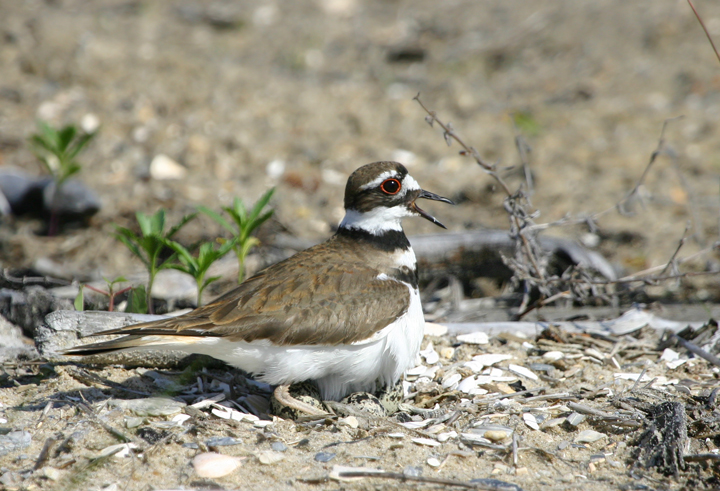 A Killdeer at Fort Smallwood, Anne Arundel Co., Maryland (10/10/2008). Photo by Bill Hubick.