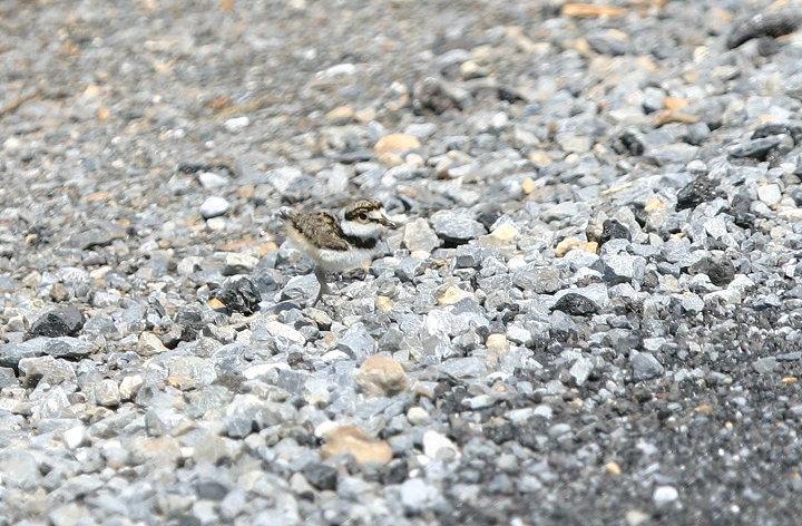 As I quickly photographed the young, one of the parents called a thin, high-pitched note. All of the young immediately froze, sitting down in the gravel and practically disappearing. The "hide" note, apparently. Photo by Bill Hubick.