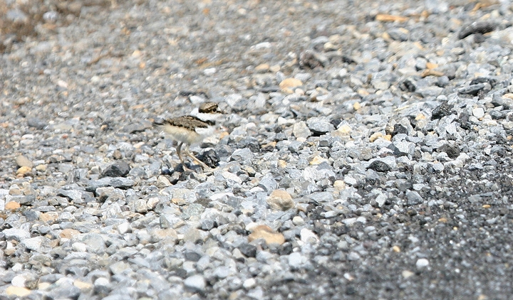 My friend Mike and I came across a family of Killdeer on May 1st, 2005, and I was able to get the following photos of the adorable, tiny young. Photo by Bill Hubick.