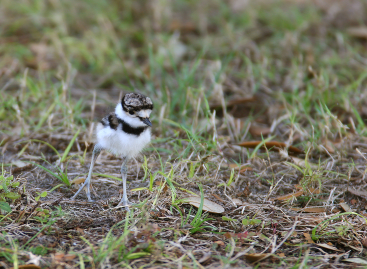 A recently-hatched Killdeer on Jekkyl Island, Georgia (5/2/2006). Photo by Bill Hubick.