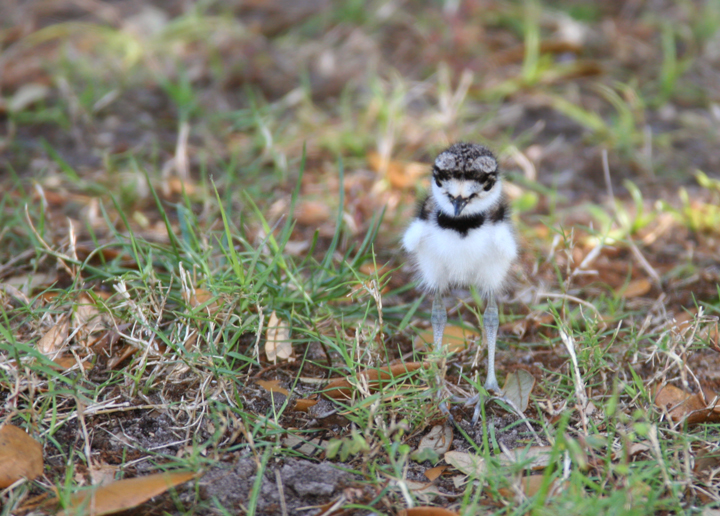 A recently-hatched Killdeer on Jekkyl Island, Georgia (5/2/2006). Photo by Bill Hubick.