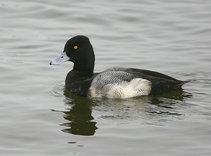 A Lesser Scaup along the Choptank River in Dorchester County, Maryland in February 2005. Photo by Bill Hubick.