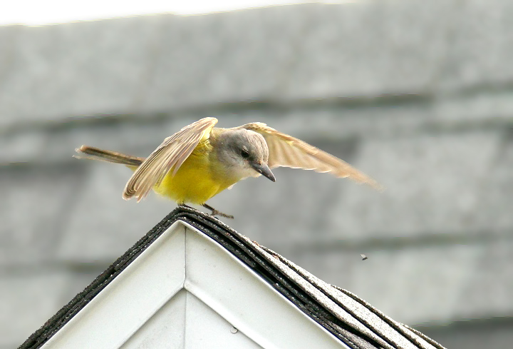 Maryland's first Tropical Kingbird, photographed in northern Somerset Co., Maryland (12/31/2006). This Central and South American species is found regularly in
southern Texas and southern Arizona, but has rarely been seen on the East Coast. Photo by Bill Hubick.