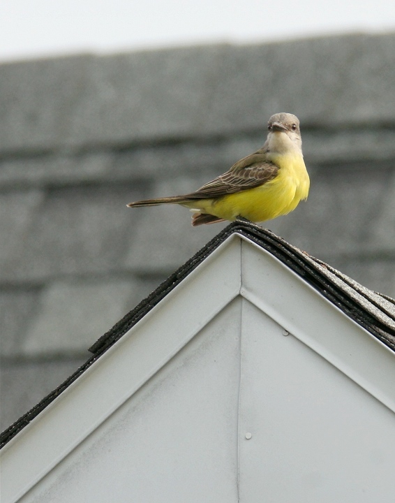 Maryland's first Tropical Kingbird, photographed in northern Somerset Co., Maryland (12/31/2006). This Central and South American species is found regularly in
southern Texas and southern Arizona, but has rarely been seen on the East Coast. Photo by Bill Hubick.