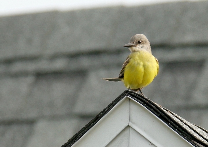 Maryland's first Tropical Kingbird, photographed in northern Somerset Co., Maryland (12/31/2006). This Central and South American species is found regularly in
southern Texas and southern Arizona, but has rarely been seen on the East Coast. Photo by Bill Hubick.