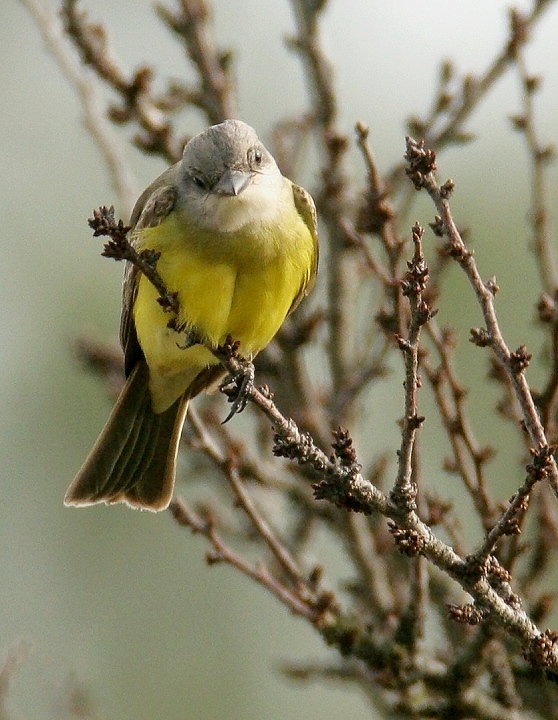 Maryland's first Tropical Kingbird, photographed in northern Somerset Co., Maryland (12/31/2006). This Central and South American species is found regularly in
southern Texas and southern Arizona, but has rarely been seen on the East Coast. Photo by Bill Hubick.