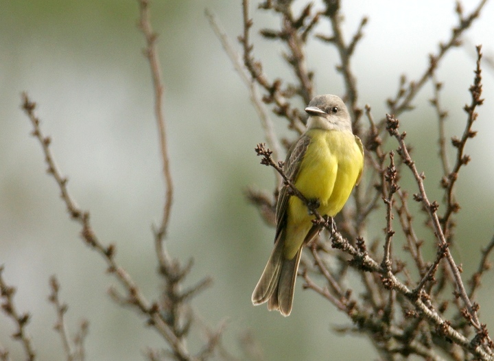 Maryland's first Tropical Kingbird, photographed in northern Somerset Co., Maryland (12/31/2006). This Central and South American species is found regularly in
southern Texas and southern Arizona, but has rarely been seen on the East Coast. Photo by Bill Hubick.