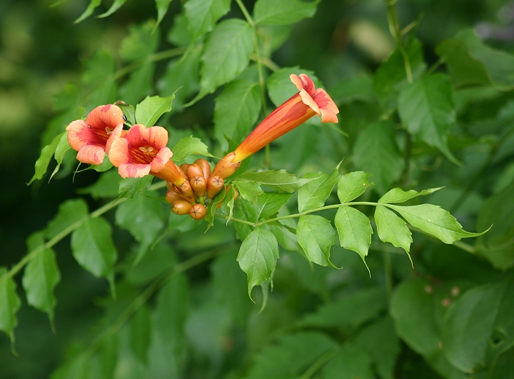 Bill Hubick Photography Trumpet Creeper (Campsis radicans)