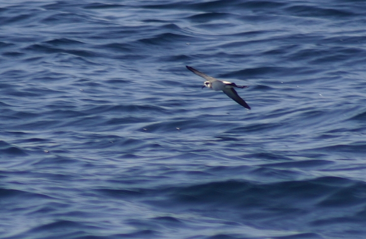 Click to view larger image.