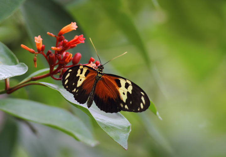 An Anderida Longwing (<em>Heliconius hecale anderida</em>) in central Panama (July 2010). Photo by Bill Hubick.
