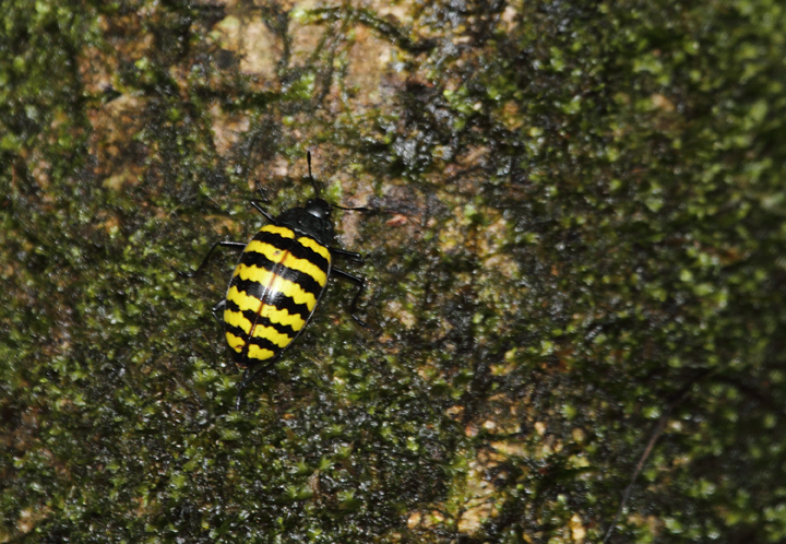 A flashy insect, presumably a member of the Pleasing Fungus Beetles family (Erotylidae) near El Valle, Panama (7/11/2010). Photo by Bill Hubick.