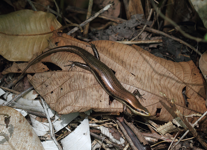 A large skink, presumed Bronze-backed Climbing Skink (<em>Mabuya unimarginata</em>), in the leaf litter (central Panama, July 2010). Photo by Bill Hubick.