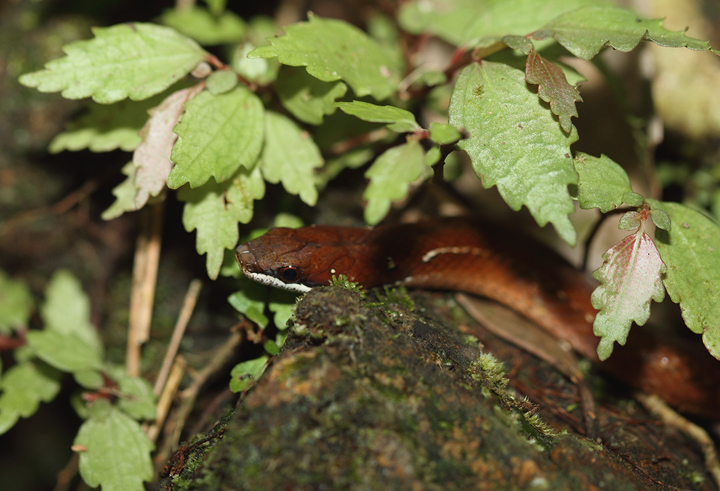 Our sharp-eyed guide in Nusagandi spotted this beautiful Elegant Litter Snake (<em>Rhadinea decorata</em>) despite its remaining motionless and well-hidden. (August 2010)  Photo by Bill Hubick.