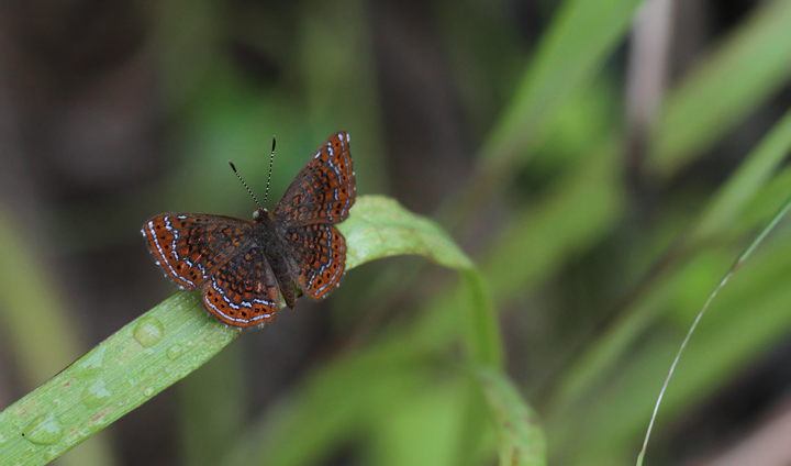 A Schaus's Metalmark (<em>Calephelis schausi</em>) near Gamboa, Panama (July 2010). Photo by Bill Hubick.