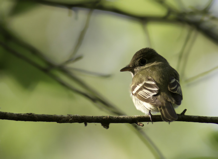 An Acadian Flycatcher in the Nassawango area of Wicomico Co., Maryland (5/11/2011). Photo by Bill Hubick.