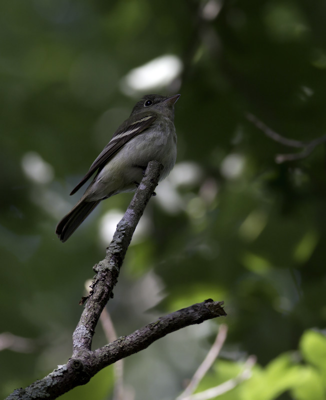 An Acadian Flycatcher in the Nassawango area of Wicomico Co., Maryland (5/11/2011). Photo by Bill Hubick.