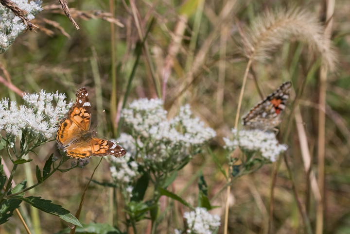 A novelty photo of both lady species - American on the left, Painted on the right. 