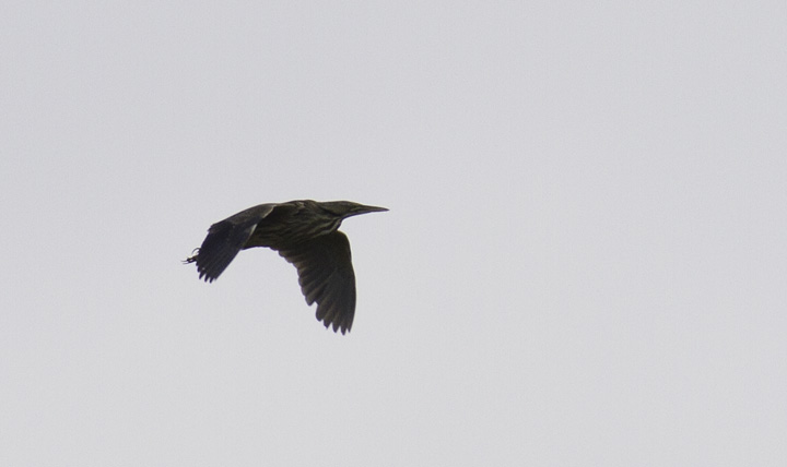 An American Bittern in flight - Frederick Co., Maryland (4/17/2011). Photo by Bill Hubick.