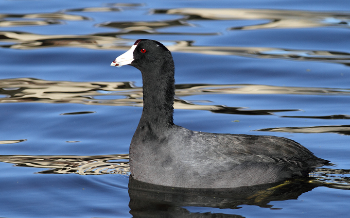 American Coots at Green Cay Wetlands, Florida (2/26/2010). Photo by Bill Hubick.