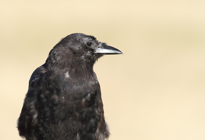 An American Crow in the early morning sun at Ecola State Park, Oregon (9/3/2010). Photo by Bill Hubick.