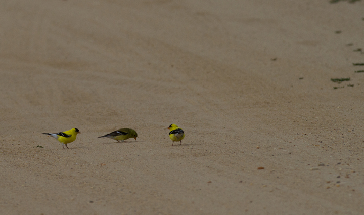 American Goldfinches foraging in Anne Arundel Co., Maryland (6/25/2011). Photo by Bill Hubick.