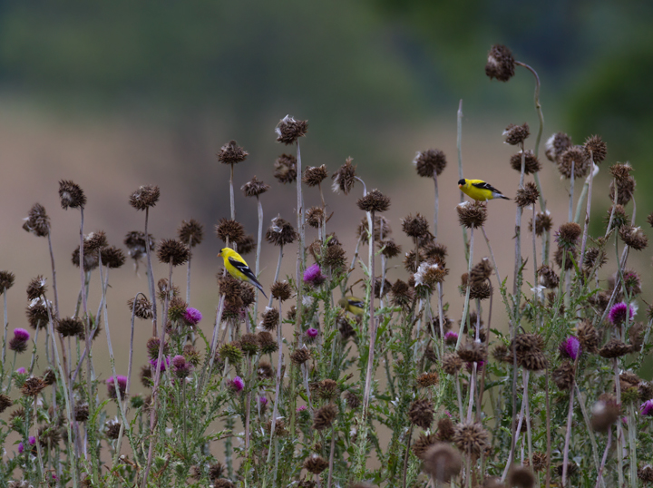 American Goldfinches foraging in Anne Arundel Co., Maryland (6/25/2011). Photo by Bill Hubick.