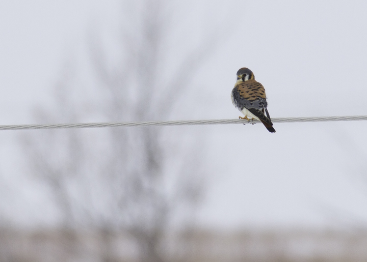 An American Kestrel near Blue Mash Nature Trail, Montgomery Co., Maryland (1/30/2011). Photo by Bill Hubick.