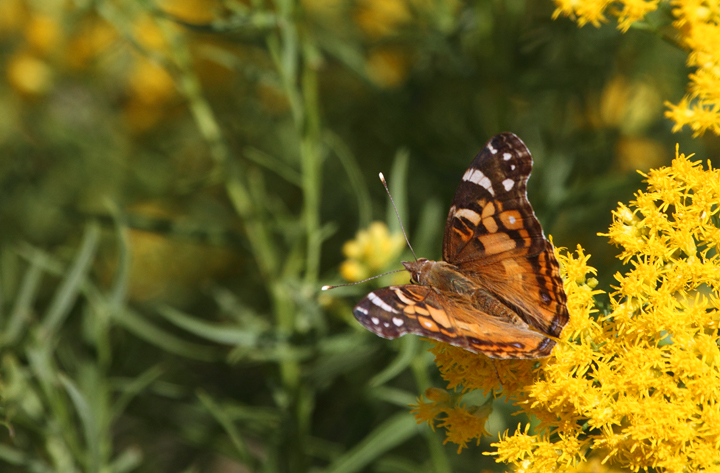 An American Lady in St. Mary's Co., Maryland (10/2/2010). The white spots are a favorite diagnostic field mark for separating from Painted Lady when wings are held open. With closed wings, I like to use the fact that Painted Lady has four large dark circles on the hindwing, while American has two. Photo by Bill Hubick.