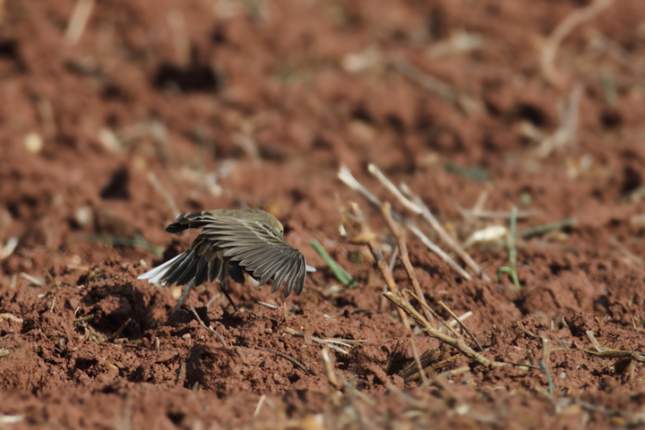 An American Pipit foraging in a field in Frederick Co., Maryland (11/6/2010). Photo by Bill Hubick.